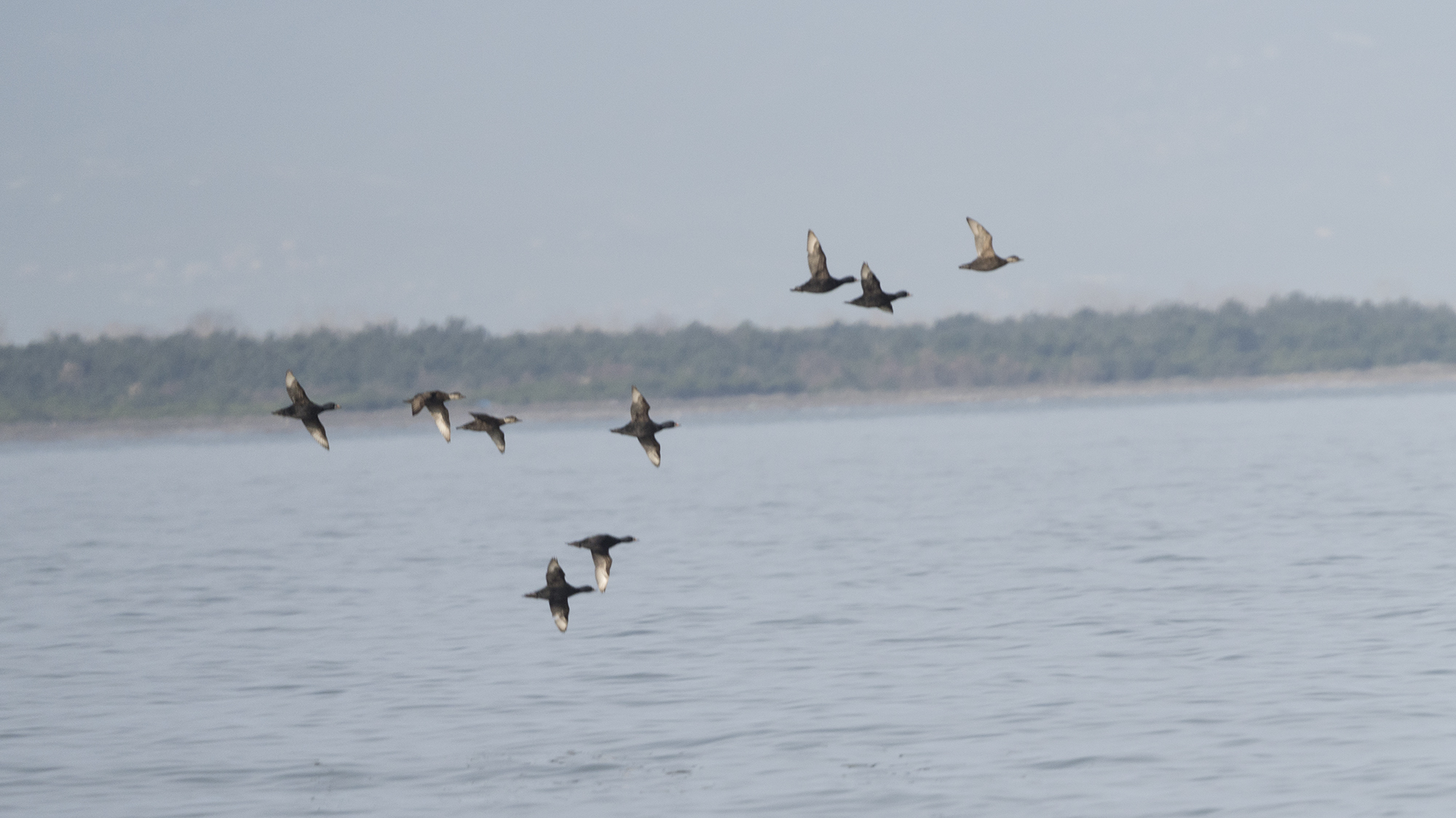 Common Scoter